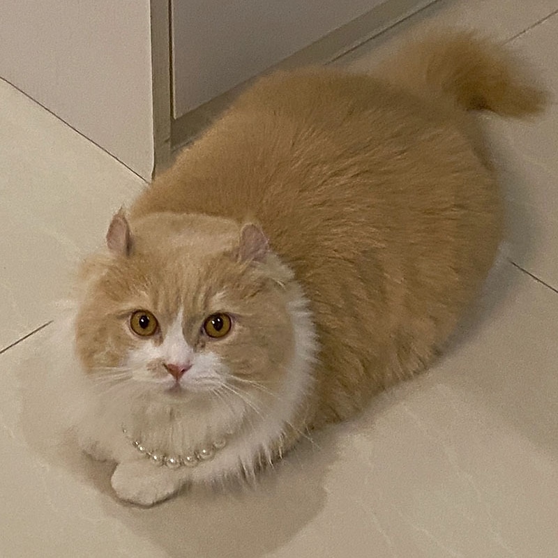 Chien Chat Petits Animaux à Fourrure Collier Ajustable Portable Mignon et câlin Extérieur Marche de 2026 ? $20.99 –P6