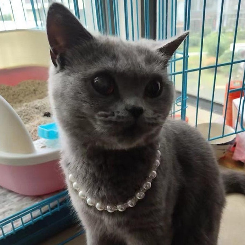 Chien Chat Petits Animaux à Fourrure Collier Ajustable Portable Mignon et câlin Extérieur Marche de 2026 ? $20.99 –P8