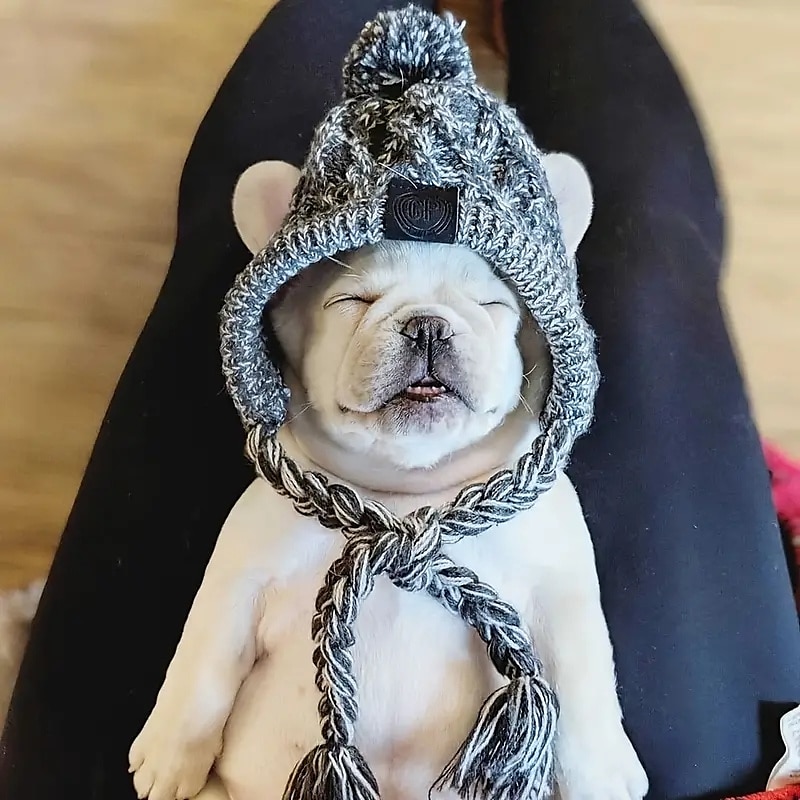 Kutyák Macskák Kutya kendő / Kutya sapka Divat Alkalmi Tél Meleg Légáteresztő Mekano Mosható Kényelmes Karácsony Szabadtéri Halloween Alkalmi / Napi Kutyaruházat for bichon frisé Pomerániai 2025 - $18.99 –P5