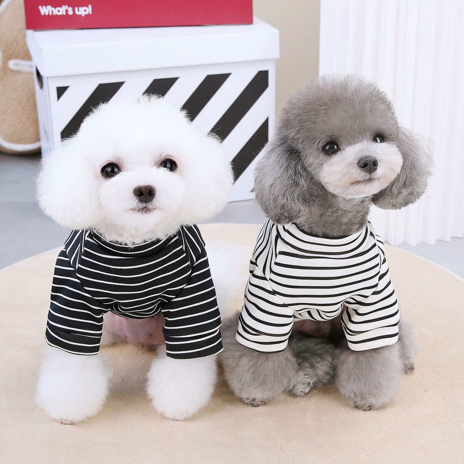 Câini Pisici Hanorca Drăguţ Casual Iarnă Respirabil Απαλό Lavabil Comfortabil În aer liber Casul / Zilnic Îmbrăcăminte pentru câini for Bichon Frise Pomeran un Animalut Fluture Small 2025 - $23.99 –P1