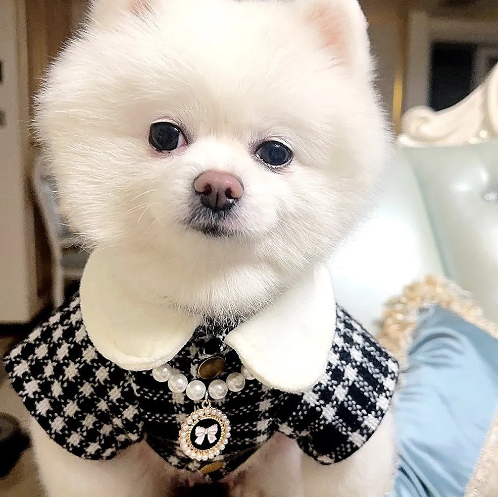 Câini Pisici Rochii Modă Drăguţ Iarnă Απαλό Lavabil Comfortabil În aer liber Petrecere Îmbrăcăminte pentru câini for Bichon Frise Pudel Pomeran un Animalut Fluture 2025 - $30.99 –P13