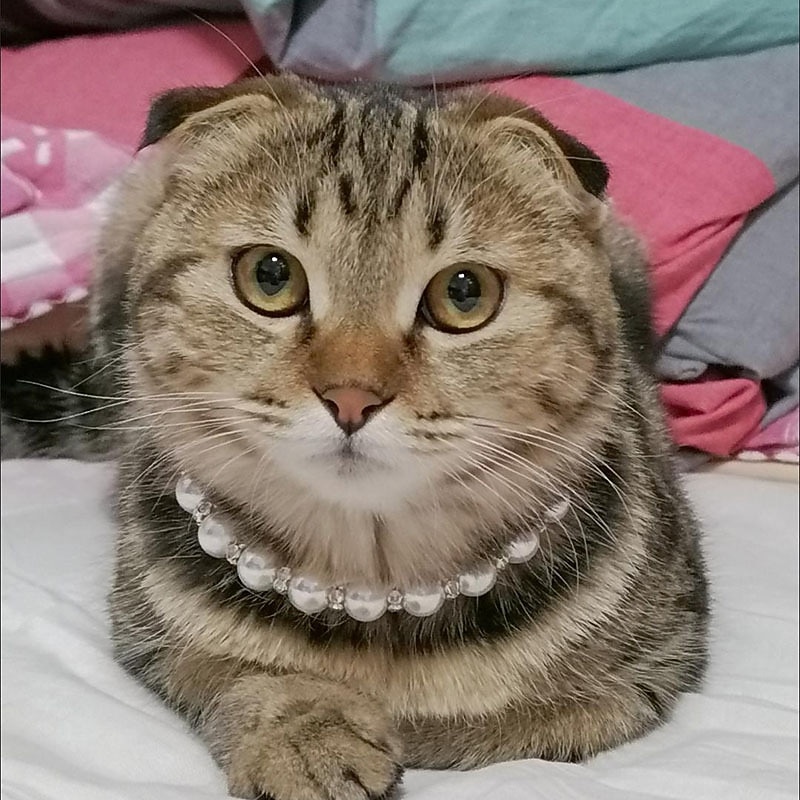 Chien Chat Petits Animaux à Fourrure Collier Ajustable Portable Mignon et câlin Extérieur Marche de 2026 ? $20.99 –P7