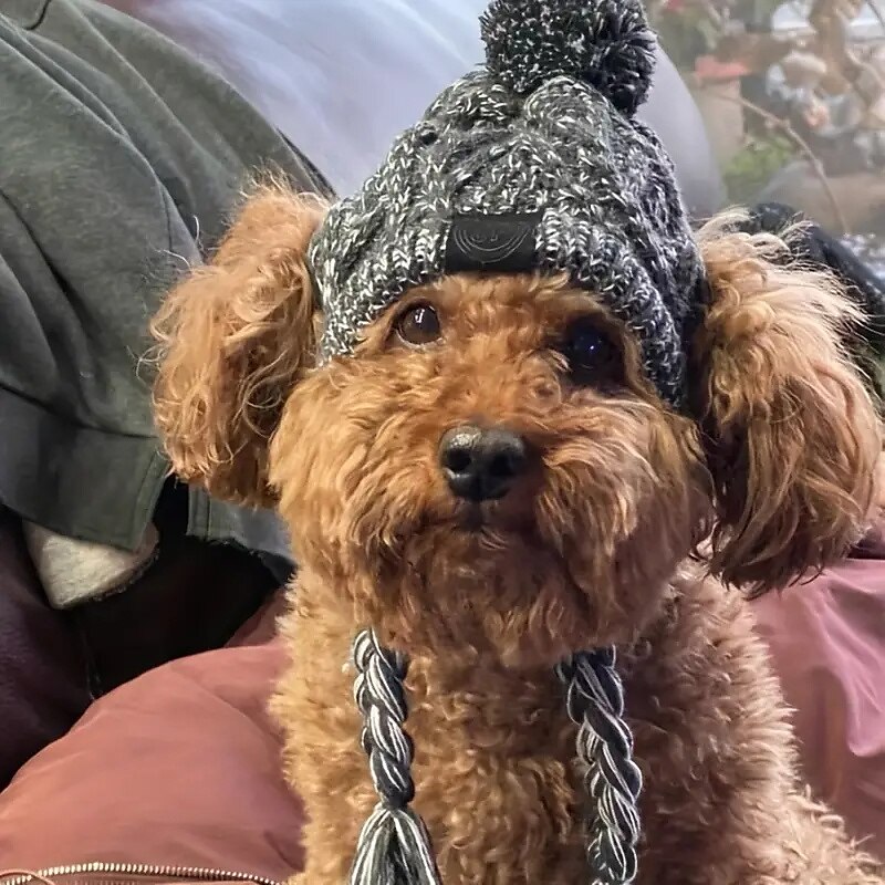 Kutyák Macskák Kutya kendő / Kutya sapka Divat Alkalmi Tél Meleg Légáteresztő Mekano Mosható Kényelmes Karácsony Szabadtéri Halloween Alkalmi / Napi Kutyaruházat for bichon frisé Pomerániai 2025 - $18.99 –P4