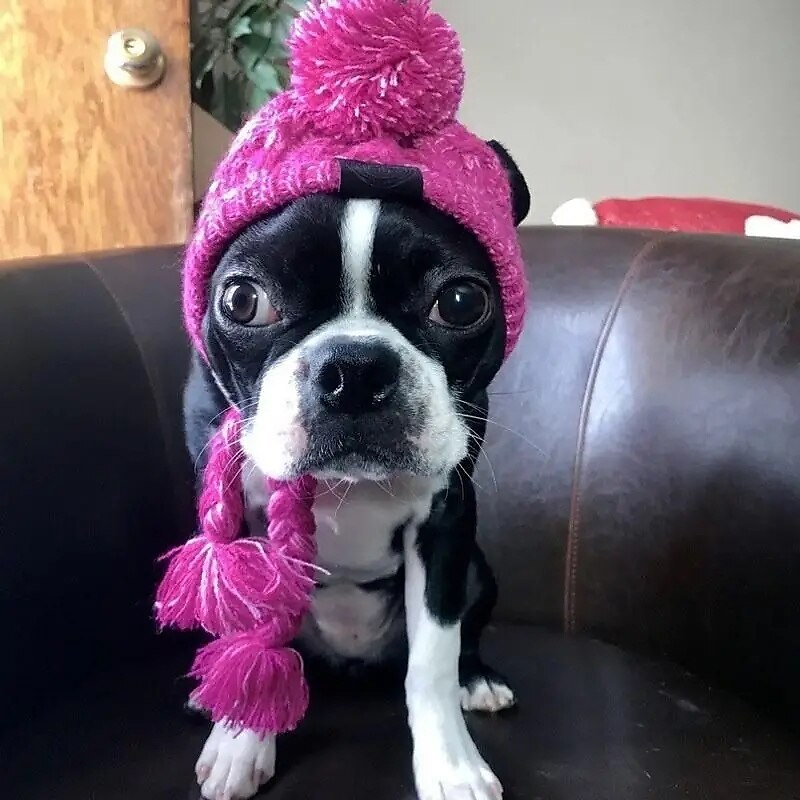 Kutyák Macskák Kutya kendő / Kutya sapka Divat Alkalmi Tél Meleg Légáteresztő Mekano Mosható Kényelmes Karácsony Szabadtéri Halloween Alkalmi / Napi Kutyaruházat for bichon frisé Pomerániai 2025 - $18.99 –P2