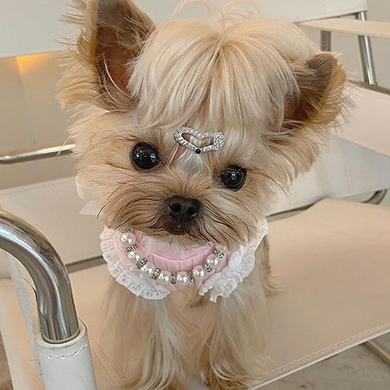 Chien Chat Petits Animaux à Fourrure Collier Ajustable Portable Mignon et câlin Extérieur Marche de 2026 ? $20.99 –P3
