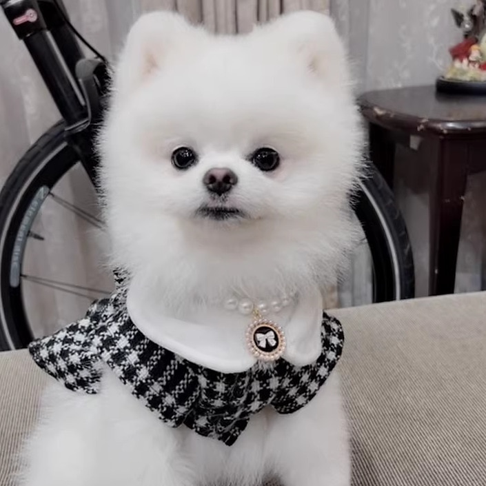 Câini Pisici Rochii Modă Drăguţ Iarnă Απαλό Lavabil Comfortabil În aer liber Petrecere Îmbrăcăminte pentru câini for Bichon Frise Pudel Pomeran un Animalut Fluture 2025 - $30.99 –P7