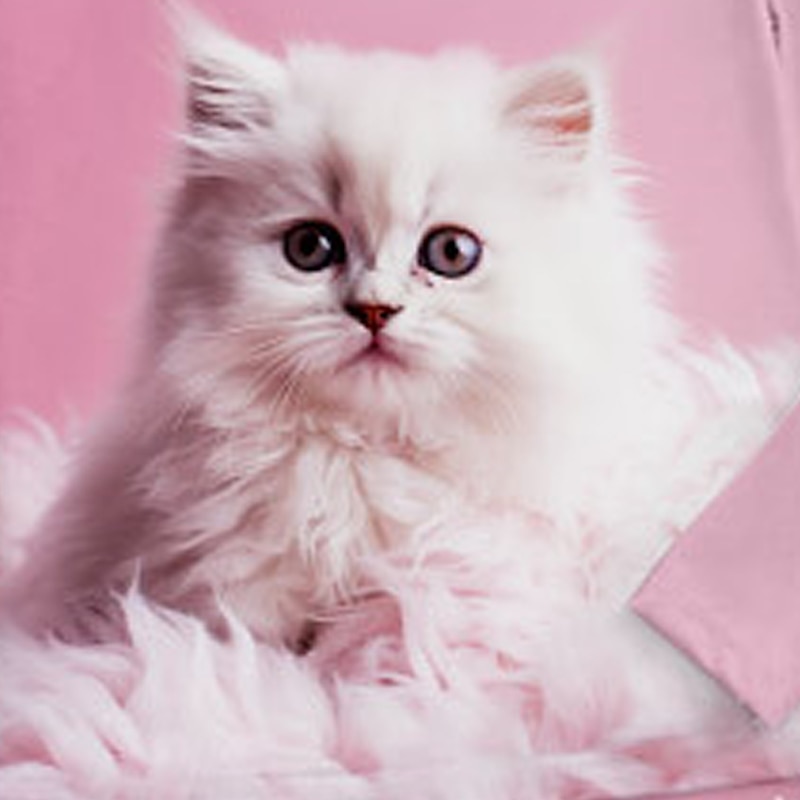 Jente 3D Katt Pysjamassett Rosa Langermet 3D-utskrift Høst Vinter Aktiv Mote søt stil Barn 3-12 år Crew-hals Hjem Avslappet Innendørs Normal 2025 - $16.99 –P5