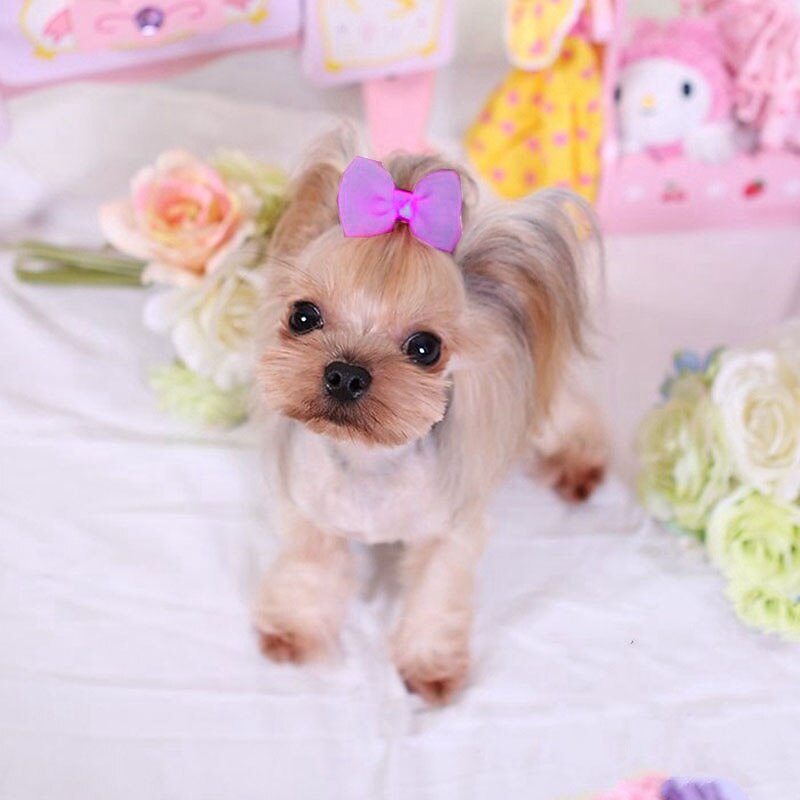Koirat Kissat Koristeet söpö tyyli Juhla Talvi Hengittävä Pehmeä Pestävä Mukava ulko- Rento / arki Koiran vaatteet for Bichon Frise Pomeranian Pienelle lemmikille papillon Small 2025 - $12.49 –P6