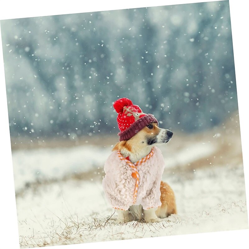 Hund Katt Tröjor Jumper Förtjusande Ledigt Vinter Andningsfunktion Mjuk Tvättbar Bekväm Utomhus Ledigt / vardag Hundkläder for Bichon Frisé Pommeran valpen eller det lilla husdjuret Fjäril Small 2025 - $20.99 –P6