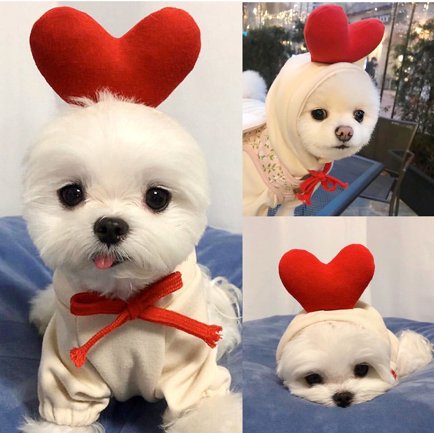 Koirat Kissat Hupparit söpö tyyli Vapaa-aika Talvi Hengittävä Pehmeä Pestävä Mukava Joulu ulko- Rento / arki Koiran vaatteet for Bichon Frise Pomeranian Pienelle lemmikille papillon Small 2025 - $12.49 –P1
