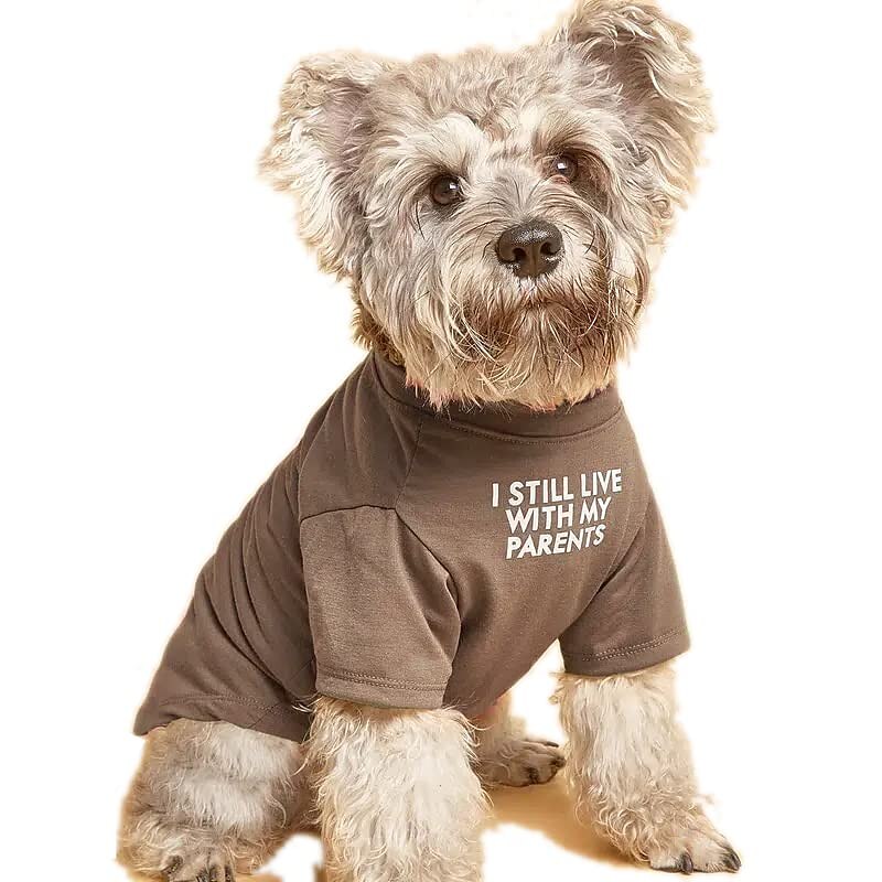 Psy Koty T-shirt Moda Codzienny Zima Oddychający Miękka Zmywalny Wygodny Na zewnątrz Codzienne Ubranka dla psów for Bichon frise Szpic miniaturowy szczeniaków i młodych kotów Motyl Small 2025 - $19.99 –P3