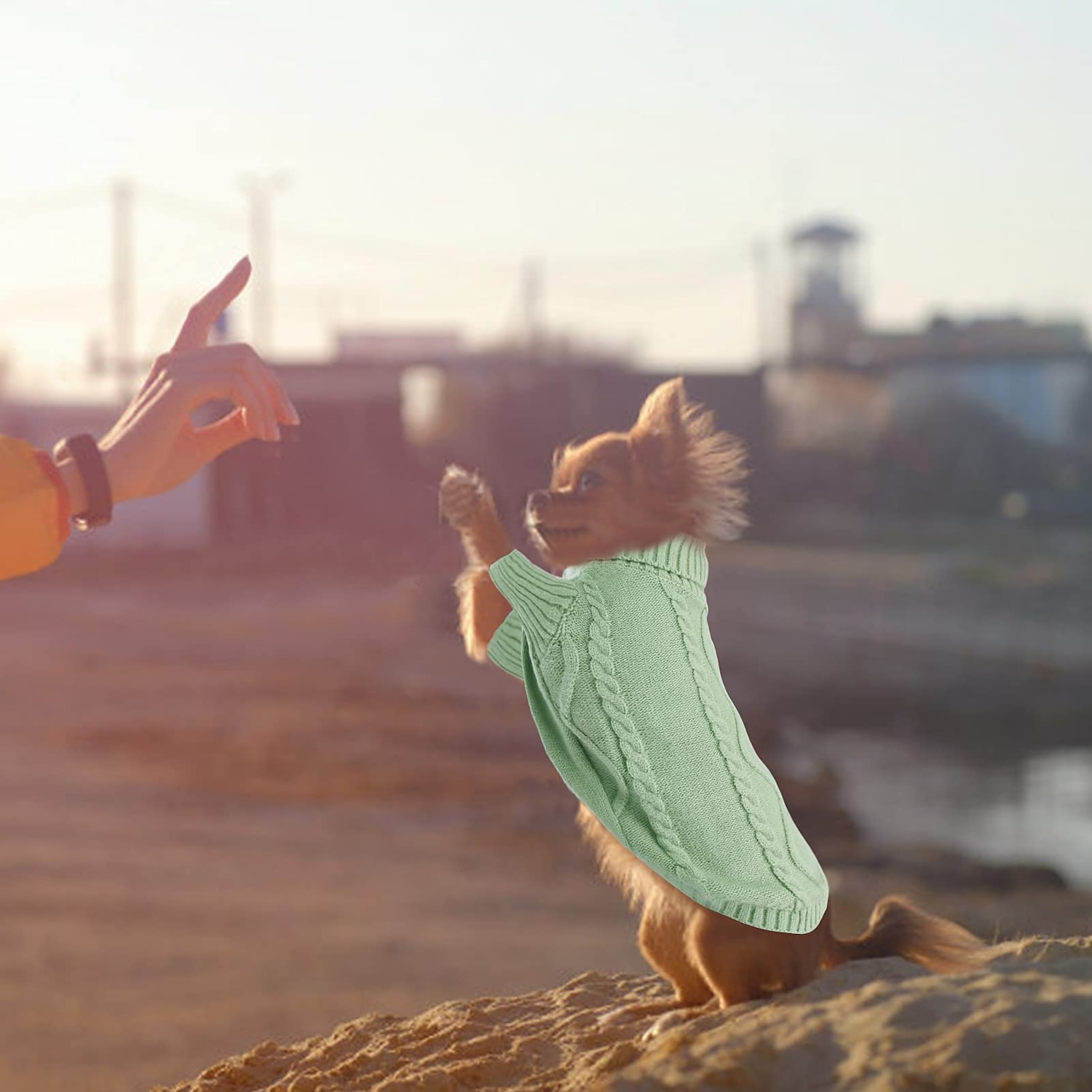 Hund Katt Tröjor Jumper Mode Ledigt Vinter Varm Andningsfunktion Mjuk Tvättbar Bekväm Utomhus Ledigt / vardag Hundkläder for Bichon Frisé Pommeran valpen eller det lilla husdjuret Fjäril Small 2025 - $20.99 –P7