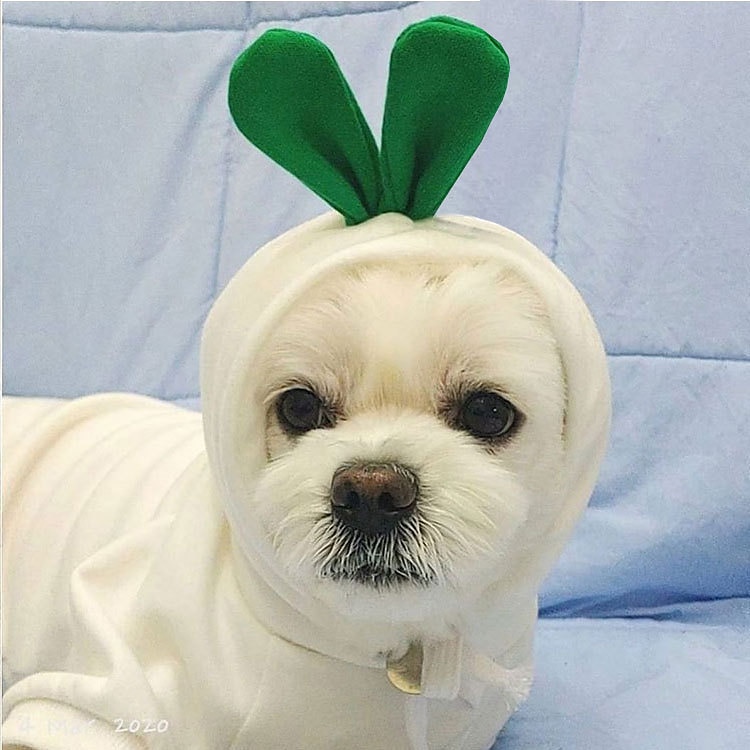 Câini Pisici Hanorace cu Glugă Drăguţ Casual Iarnă Respirabil Απαλό Lavabil Comfortabil În aer liber Casul / Zilnic Îmbrăcăminte pentru câini for Bichon Frise Pomeran un Animalut Fluture Small 2025 - $10.99 –P4
