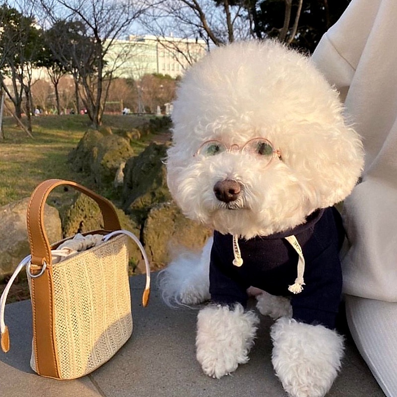 Psy Koty Bluza z Kapturem Minimalistyczny Codzienne Zima Oddychający Miękka Zmywalny Wygodny Na zewnątrz Codzienne Ubranka dla psów for Bichon frise Szpic miniaturowy szczeniaków i młodych kotów 2025 - $23.99 –P2