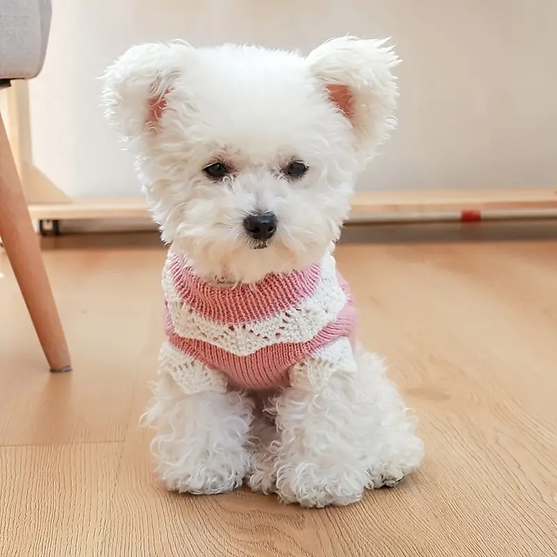 Psy Koty Sweter Śłodkie Codzienny Zima Ciepłe Oddychający Miękka Zmywalny Wygodny Na zewnątrz Codzienne Ubranka dla psów for Bichon frise Szpic miniaturowy szczeniaków i młodych kotów Motyl Small 2025 - $23.99 –P6