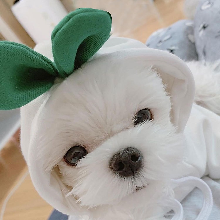Câini Pisici Hanorace cu Glugă Drăguţ Casual Iarnă Respirabil Απαλό Lavabil Comfortabil În aer liber Casul / Zilnic Îmbrăcăminte pentru câini for Bichon Frise Pomeran un Animalut Fluture Small 2025 - $10.99 –P3