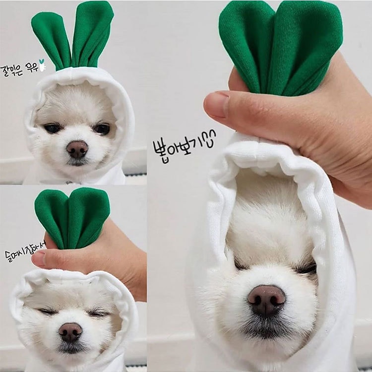 Câini Pisici Hanorace cu Glugă Drăguţ Casual Iarnă Respirabil Απαλό Lavabil Comfortabil În aer liber Casul / Zilnic Îmbrăcăminte pentru câini for Bichon Frise Pomeran un Animalut Fluture Small 2025 - $10.99 –P1
