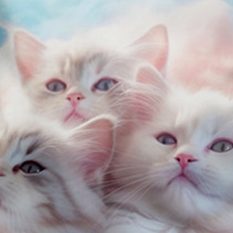 Girls' 3D Cat Tee Shirts Pink Short Sleeve 3D Print Summer Active Fashion Cute Kids 3-12 Years Crew Neck Outdoor Casual Daily Regular Fit 2026 - $11.99 –P6