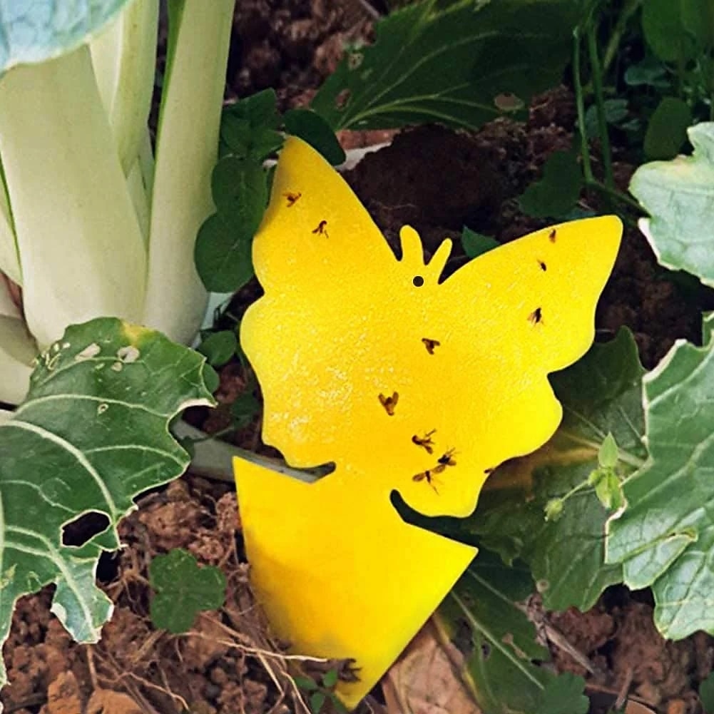20 piezas trampas adhesivas para moscas de la fruta, papel para insectos, cocina, pequeñas pegatinas para trampas de insectos, pegamento amarillo, atrapamoscas pegajoso 2025 - $8.99 –P8