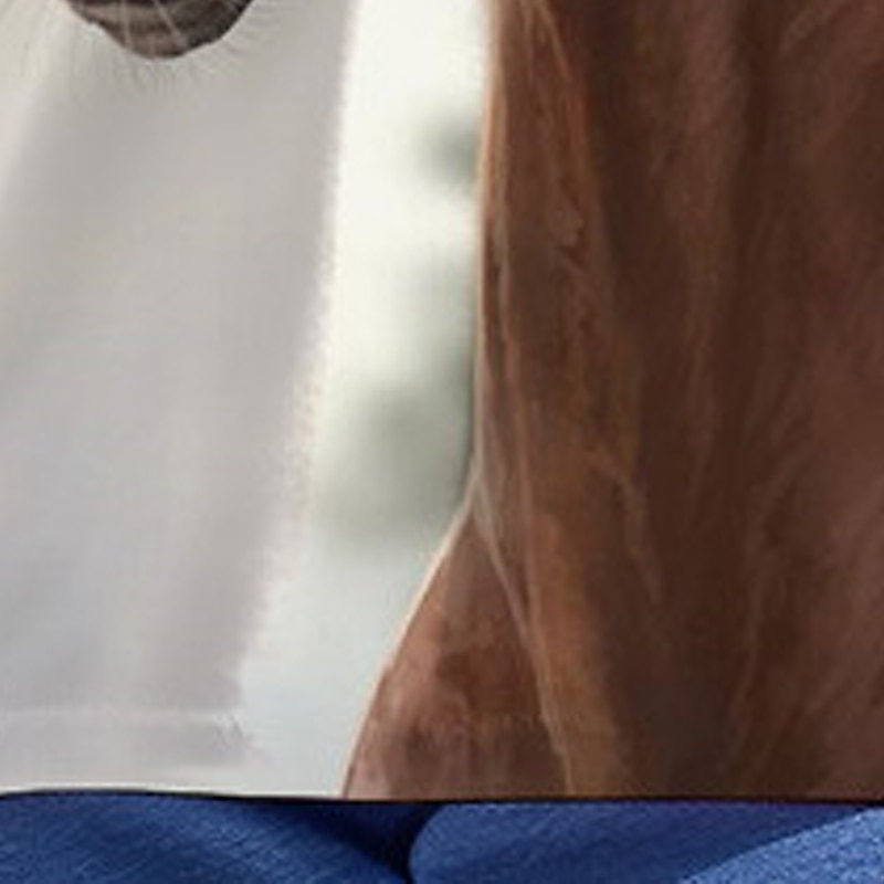 Dívčí 3D Kůň Košilky Košile Dlouhý rukáv 3D tisk Jaro Podzim Aktivní Módní Roztomilý Polyester Děti 3-12 let Tričkový Venkovní Ležérní Denní Běžný 2025 - $13.99 –P5