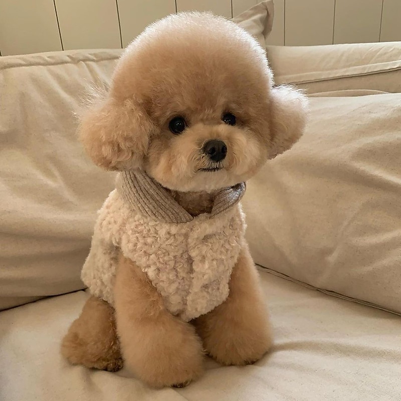 Koirat Kissat Takit Takki Muoti söpö tyyli Talvi Lämmin Pehmeä Pestävä Mukava ulko- Urheilu Koiran vaatteet for Bichon Frise Villakoira Pomeranian Pienelle lemmikille papillon 2025 - $27.99 –P3