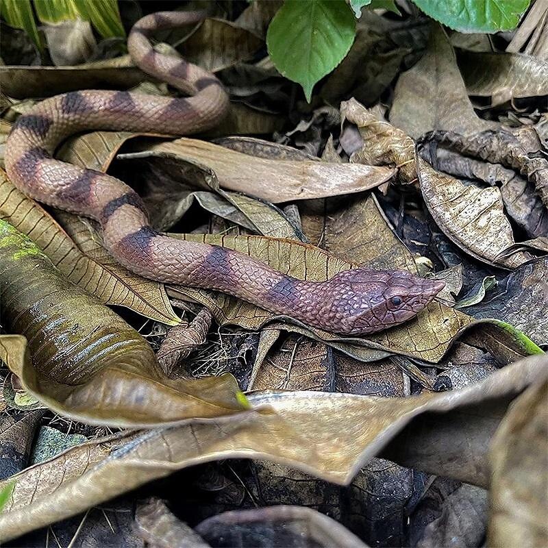 Realistic Snake Toy Rubber Snake Figure for Halloween Prank PropsLifelike Rubber Snakes Boa Constrictor FigurinesScare Birds Garden PropsPlastic Python Model Prank Gag Gift for April Fool's Day 2025 - $18.99 –P5