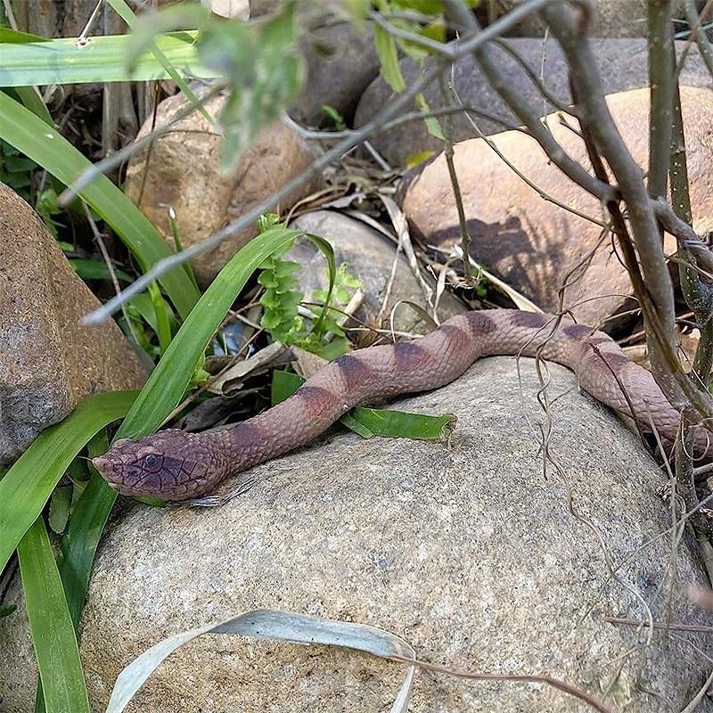 Realistic Snake Toy Rubber Snake Figure for Halloween Prank PropsLifelike Rubber Snakes Boa Constrictor FigurinesScare Birds Garden PropsPlastic Python Model Prank Gag Gift for April Fool's Day 2025 - $18.99 –P6