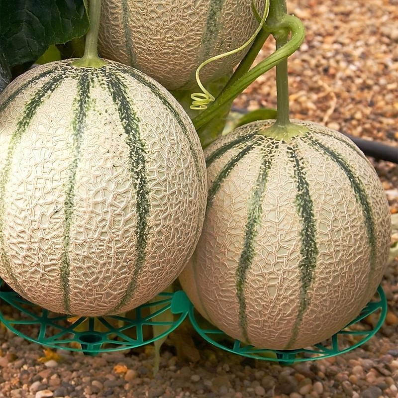 Paquete de 10 soportes para plantas de melón, jaulas, cunas, enrejados para sandía, melón, calabazas, fresas, evita la pudrición del suelo, reutilizable (soporte redondo para sandía) 2025 - $9.99 –P4