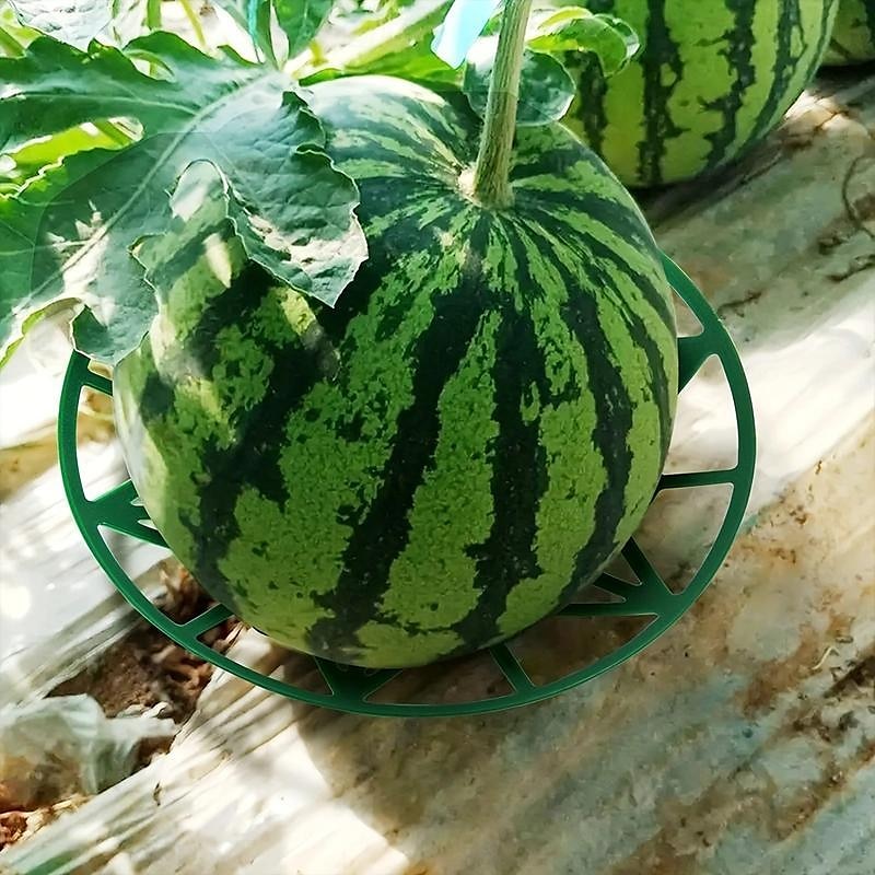 Paquete de 10 soportes para plantas de melón, jaulas, cunas, enrejados para sandía, melón, calabazas, fresas, evita la pudrición del suelo, reutilizable (soporte redondo para sandía) 2025 - $9.99 –P6