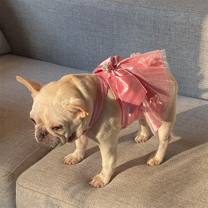 Chien Chat Smoking Mode Soirée Hiver Respirable Doux Lavable Confortable Extérieur Casual Quotidien Vêtements pour chiens for Bichon Frisé Loulou de Poméranie Bébé Animal Papillon Small de 2025 ? $24.99 –P6