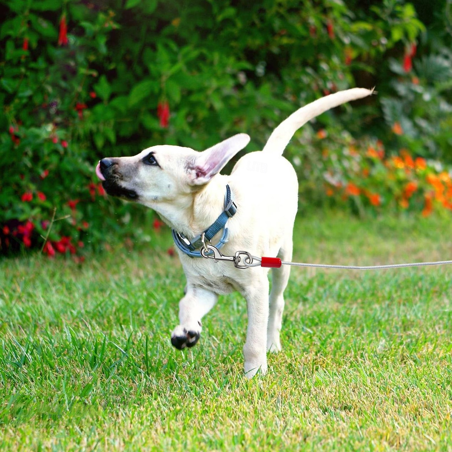 2025年 犬用 リード トレーニングリーシュ ハーネスリーシュセット 調整可能 防水 携帯用 パータブル 普通 生活 アウトドア ハンティング ランニング ソリッド ハスキー犬 ラブラドール エスキモー犬 1個 コレクション – $22.99 –P15