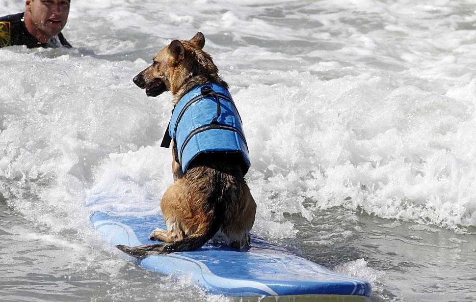 Dog Harness Vest Life Vest Dog Life Jacket Sports & Outdoors Portable Reflective Adjustable Waterproof Breathable Washable Party Outdoor Sports Traveling Pool Dog Clothing for Cat Dog Husky Labrador 2025 - $23.99 –P11
