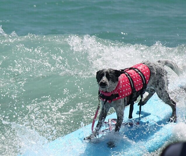 Dog Harness Vest Life Vest Dog Life Jacket Sports & Outdoors Portable Reflective Adjustable Waterproof Breathable Washable Party Outdoor Sports Traveling Pool Dog Clothing for Cat Dog Husky Labrador 2025 - $23.99 –P9
