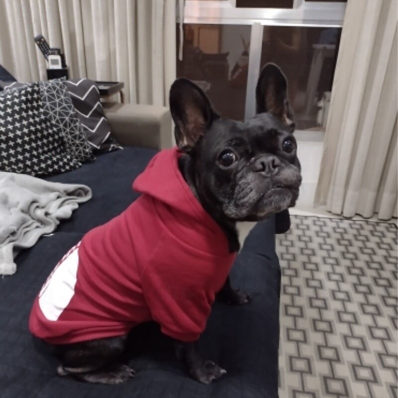 Chien Pulls à capuche Mode Hiver Chaud Mode Confortable Extérieur Tenue Quotidienne Intérieur Vêtements pour Chiens for Petit Moyen Grand de 2025 ? $20.99 –P12