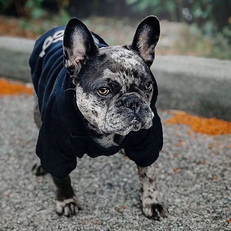 Chien Pulls à capuche Mode Hiver Chaud Mode Confortable Extérieur Tenue Quotidienne Intérieur Vêtements pour Chiens for Petit Moyen Grand de 2025 ? $20.99 –P13