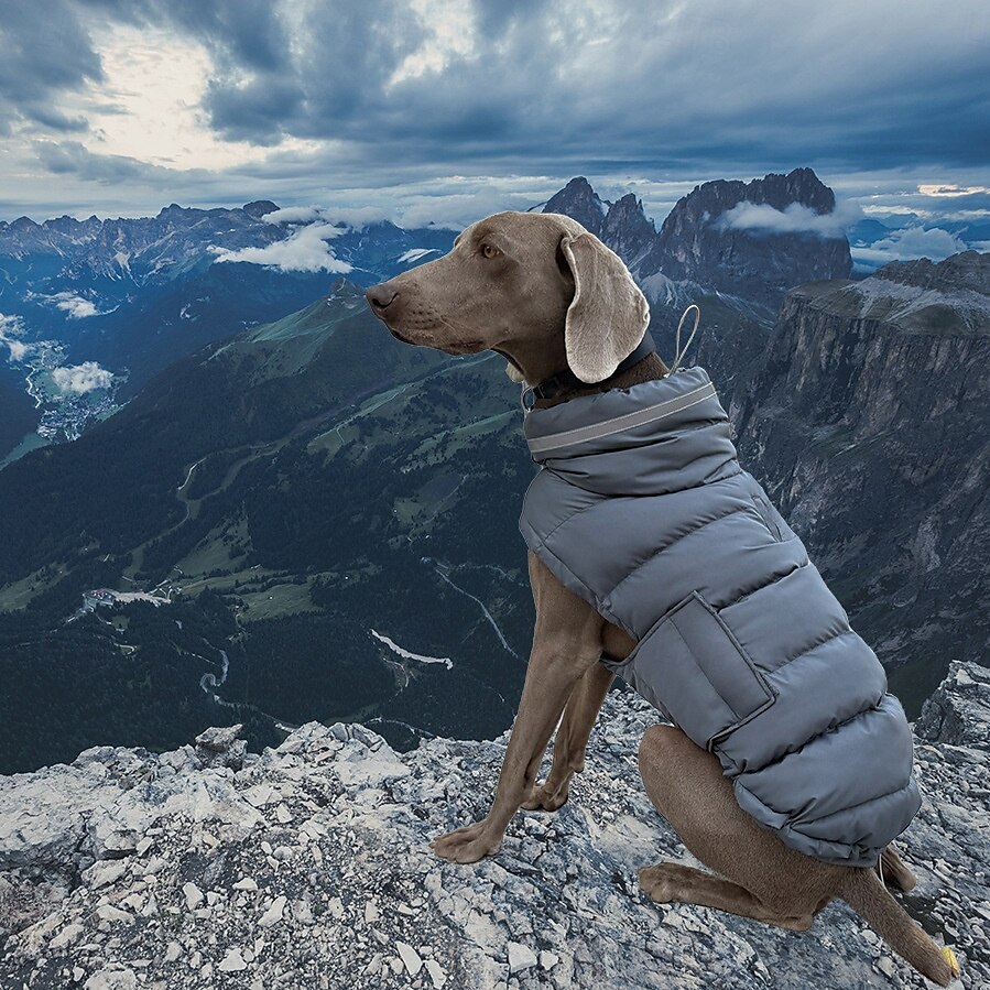 Hunder Frakker Jakke Pufferjakke Reflekterende Justerbare Vanntett Vindtett Varm utendørs Hundeklær for Greyhound Medium Large 2025 - $40.99 –P9