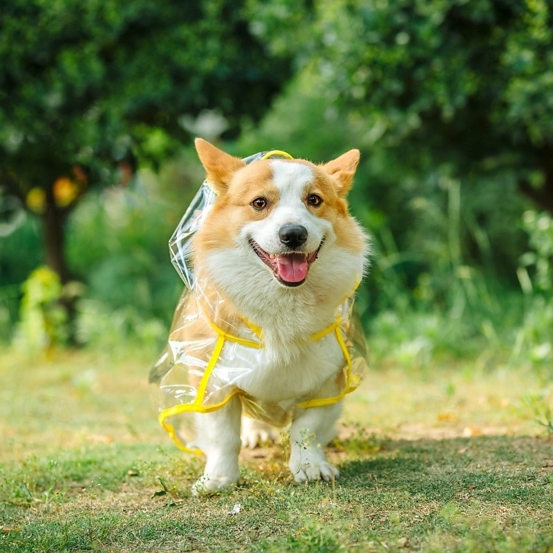 2025年 ペット犬用レインコート防水ジャケット犬用レインポンチョポータブルレインコート通気性軽量通気性軽量小型中型犬に適しています コレクション – $25.99 –P3