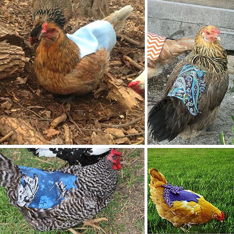 Pet Feather Protector Back Wing Protector Hen Saddle Apron Double Jacket 2025 - $9.99 –P5