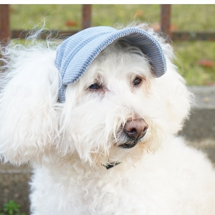 Hundebaseballcaps hund katt sommer strandhatt med ørehull justerbar valpehatt hodeplagg 2025 - $15.49 –P3