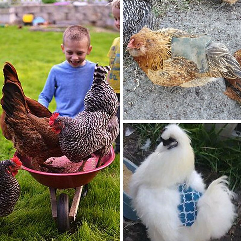 Pet Feather Protector Back Wing Protector Hen Saddle Apron Double Jacket 2025 - $9.99 –P12