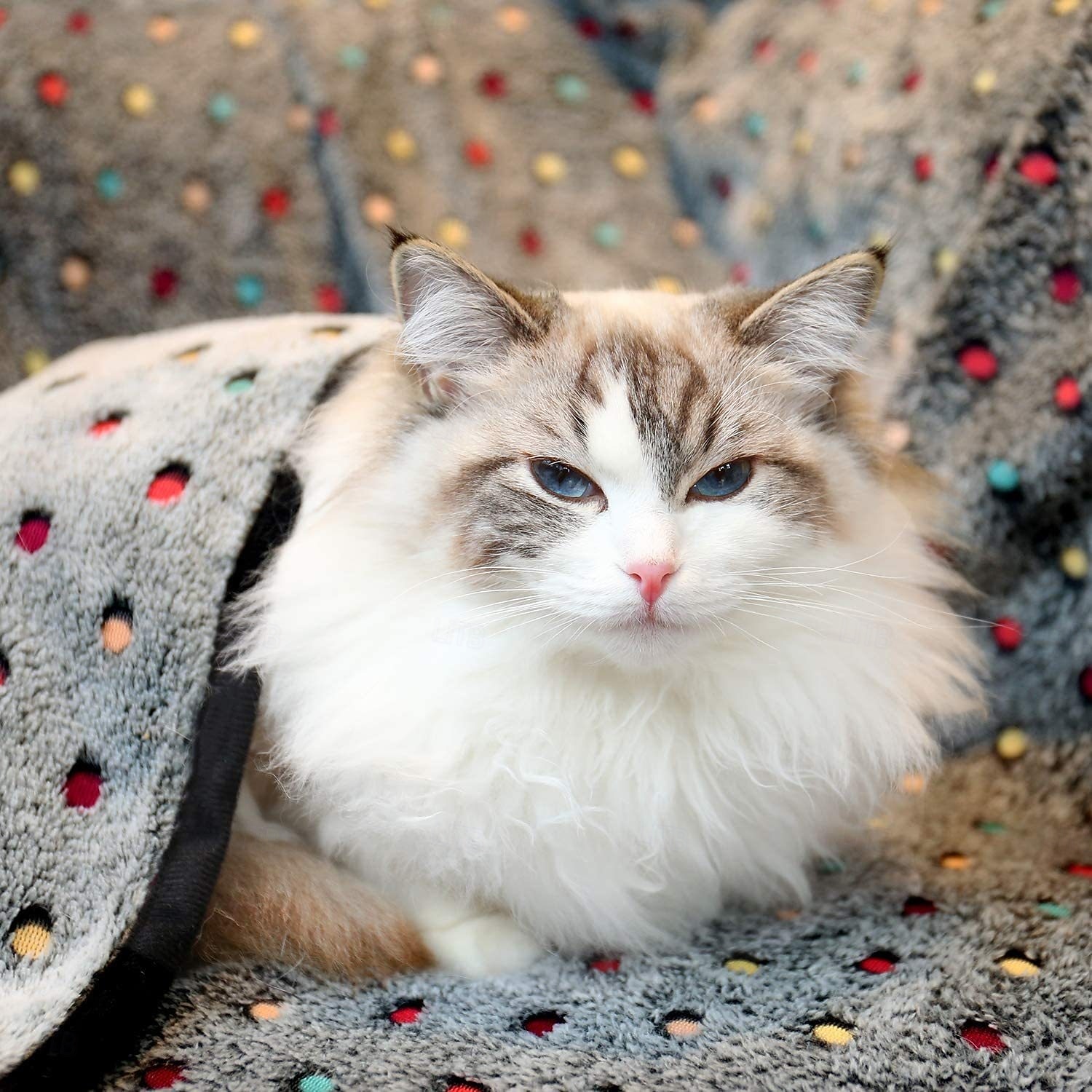 Premium Soft Dog Blanket Washable  Cat Blanket for Indoor Cats Large Medium Small Dog Puppy Essentials 2026 - $15.53 –P5