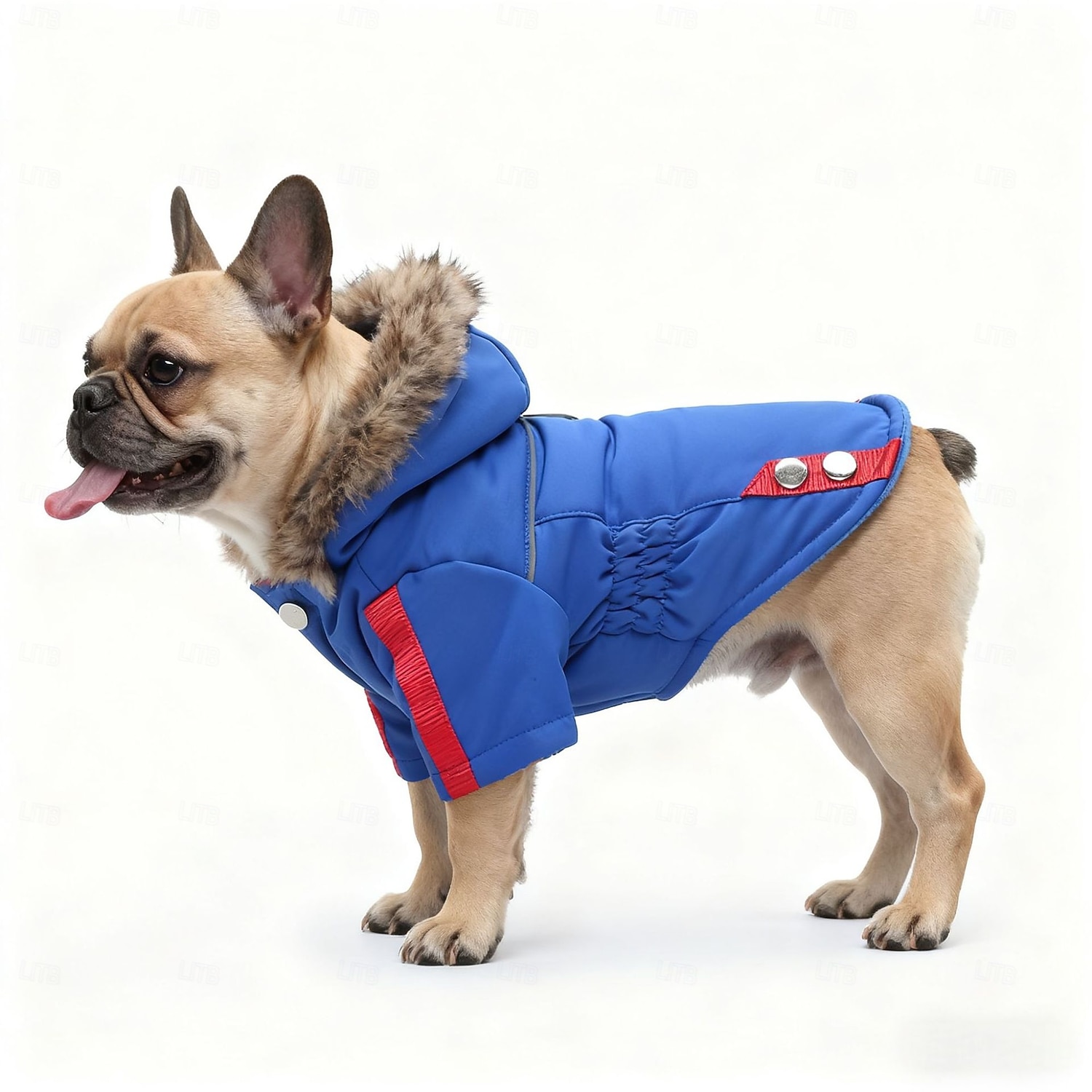hundemantel im test Hundemantel Anthrazit  Winterschutz & Softshell