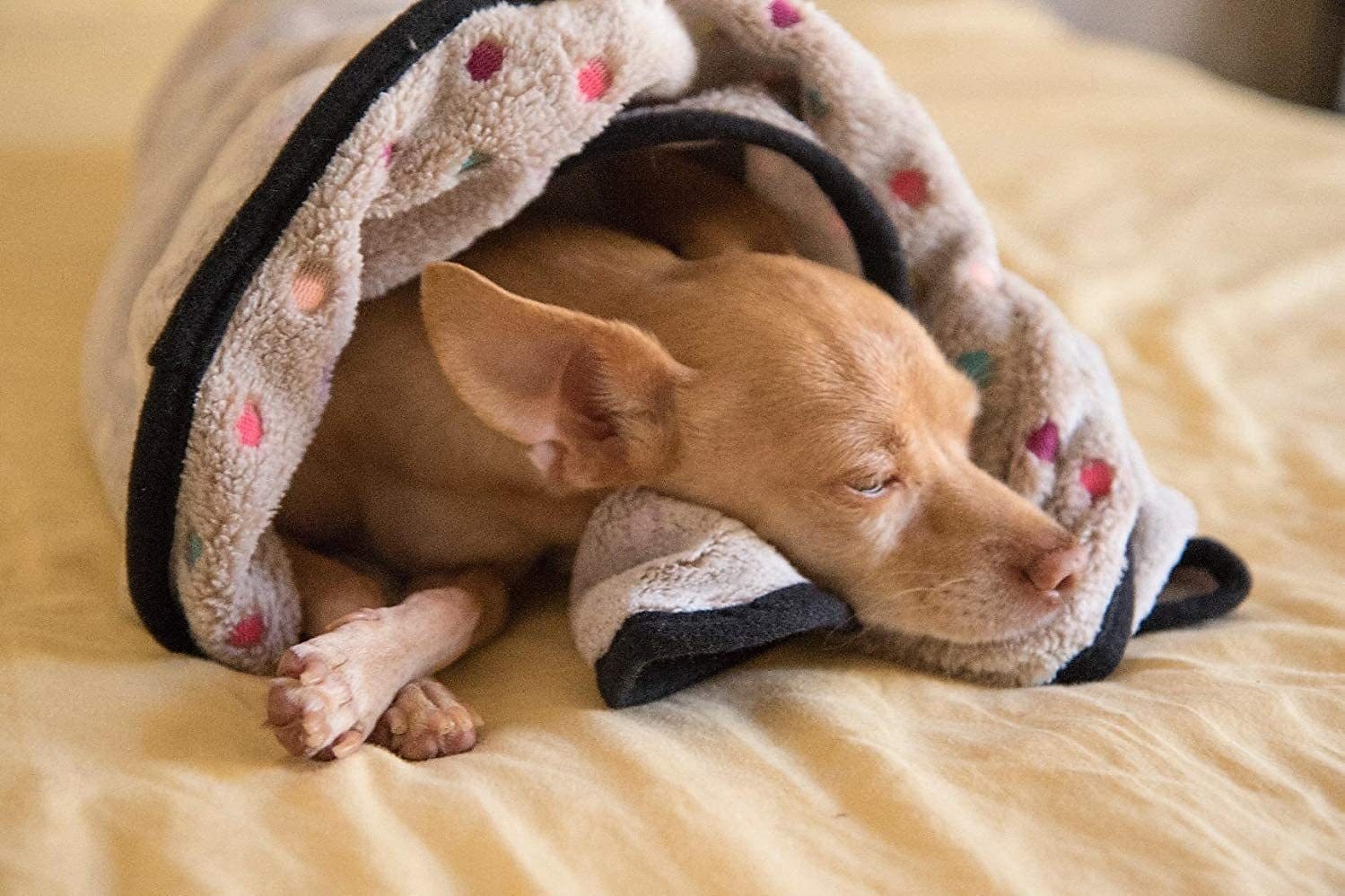 Premium Soft Dog Blanket Washable  Cat Blanket for Indoor Cats Large Medium Small Dog Puppy Essentials 2026 - $15.53 –P19