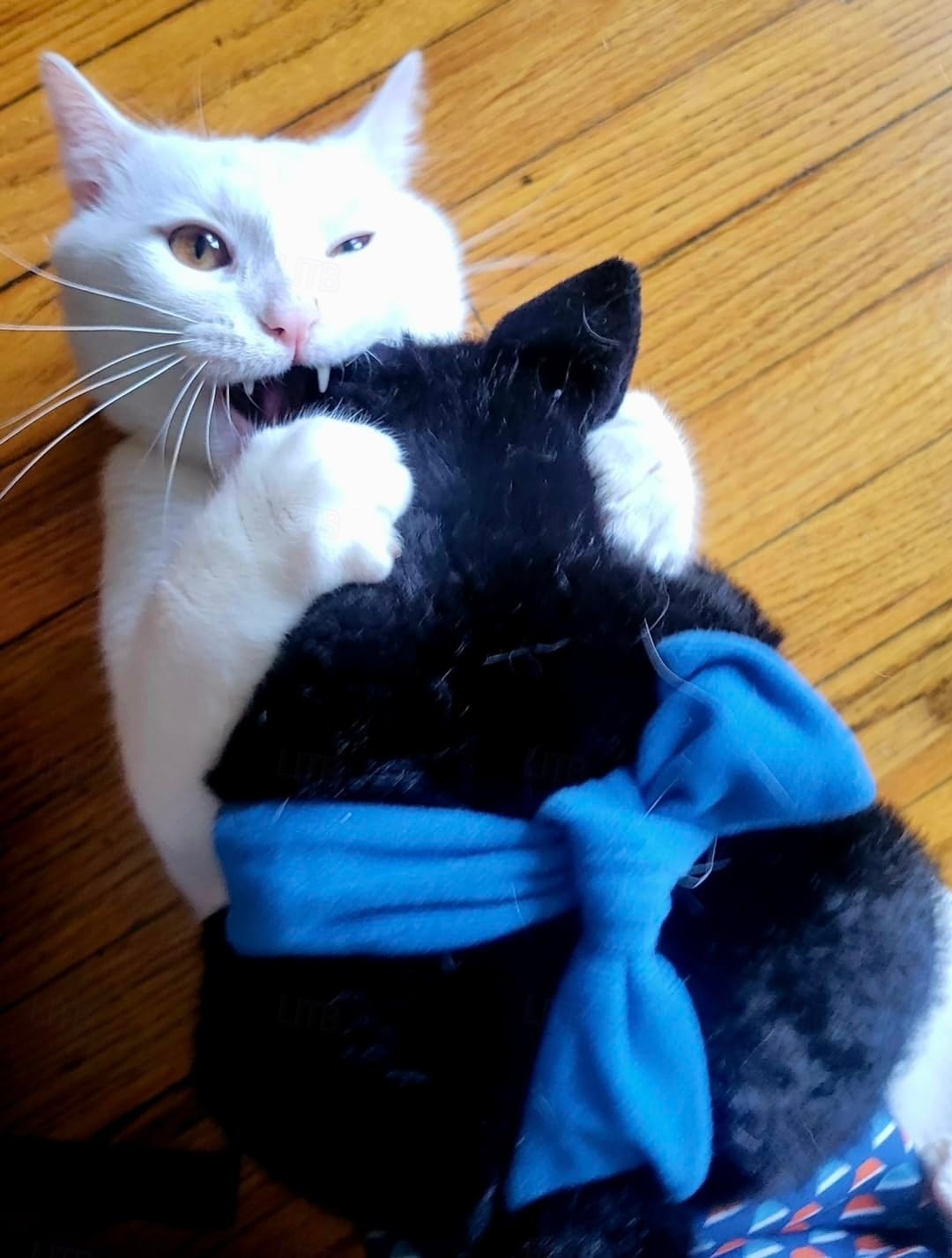 Cat Wrestling Glove Puppet Toy  Interactive Hand Mitt with Durable Protective Sleeve and Catnip - Play & Enrichment 2026 - $30.99 –P7