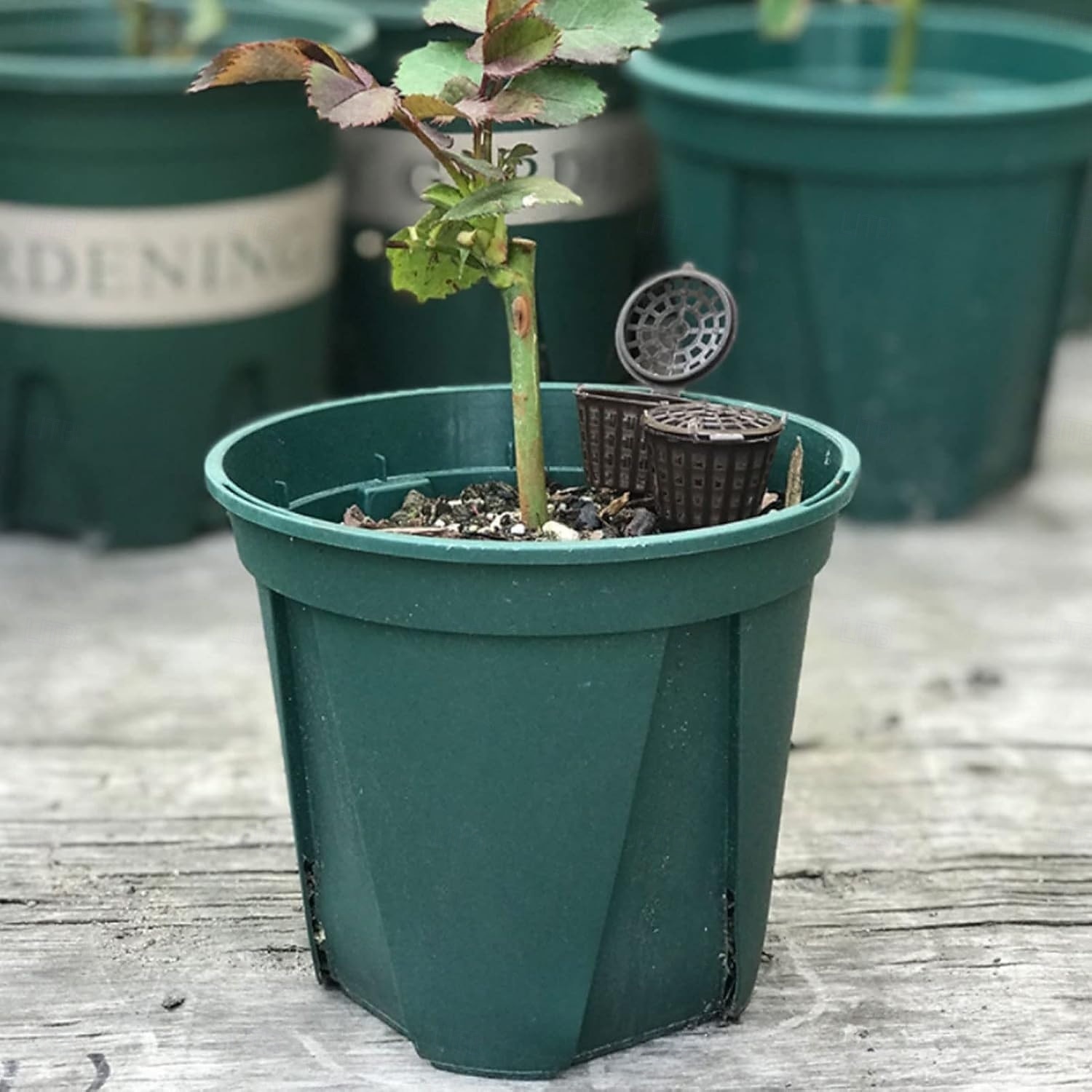 50 cestas de fertilizante de plástico resistentes para plantas con tapa de cúpula: liberación automática de nutrientes, drenaje de fondo abierto, macetas apilables para viveros de interior/exterior, 2026 - $15.99 –P4