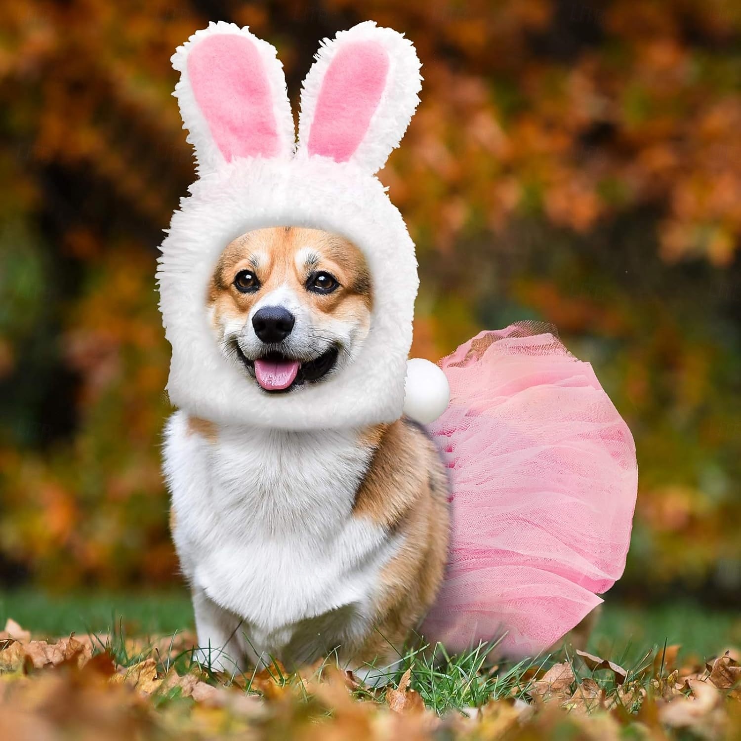 Chien Costume Mignon Chaud Doux Mode Confortable Extérieur Soirée Chien de 2026 ? E£1263.87 –P3