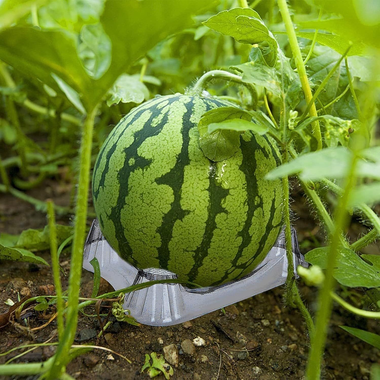 Melon Rack 50Pcs Plastic Melon Cradle, Clear Watermelon Support Stand, Melon ...