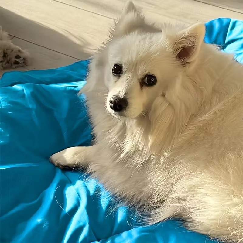 Waterproof Foldable Portable Pet Bed Mat Cushion for Dog Cat Outdoor Travel Camping Car Seat Pad Washable Durable 2026 - $57.99 –P3