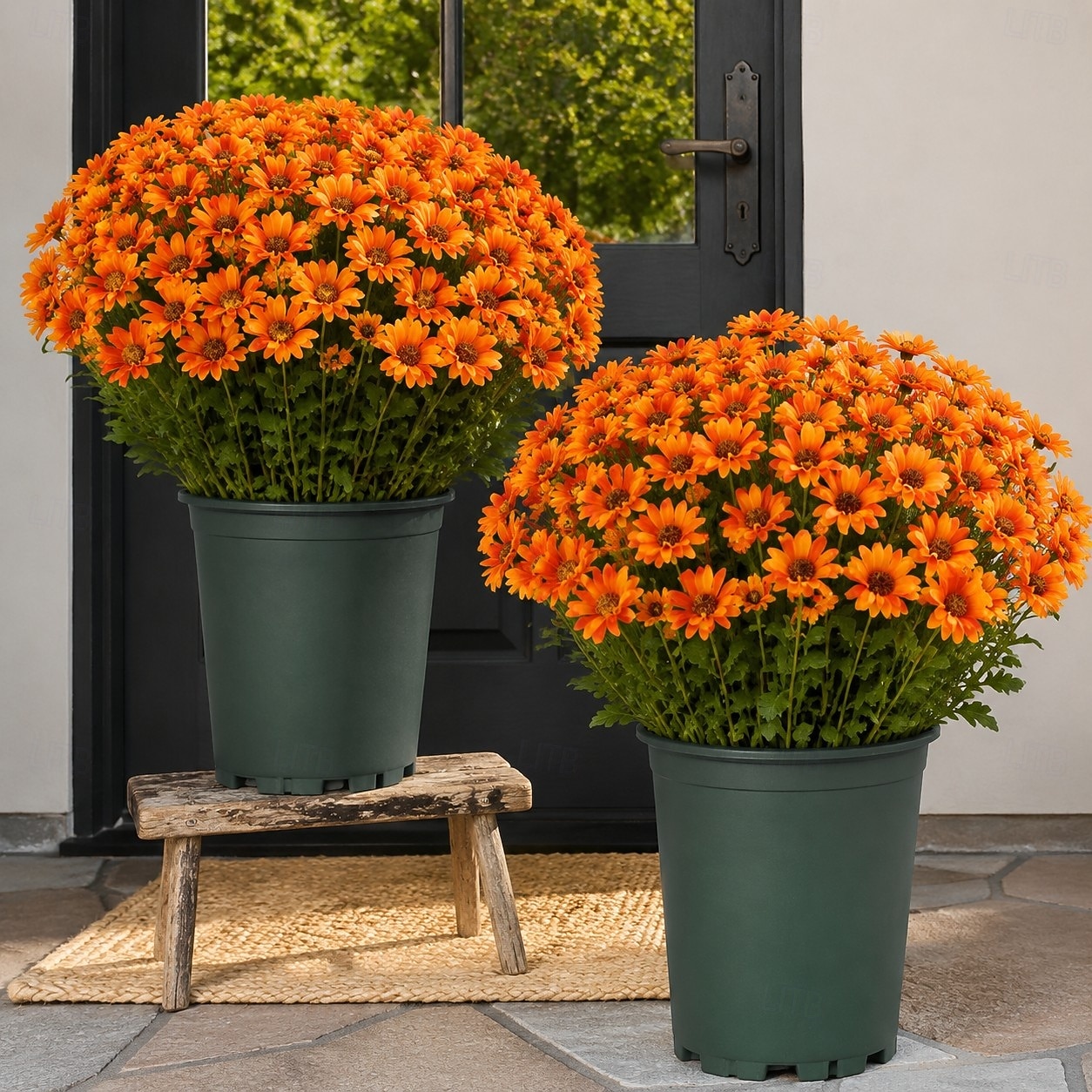 2026年 秋の造花菊10束、夕焼け菊、デイジーとユーカリの屋外用造花秋花、UV耐性、防水、防風、本物そっくりの満開植物、庭、ポーチ、パティオ用  コレクション – $25.99 –P1