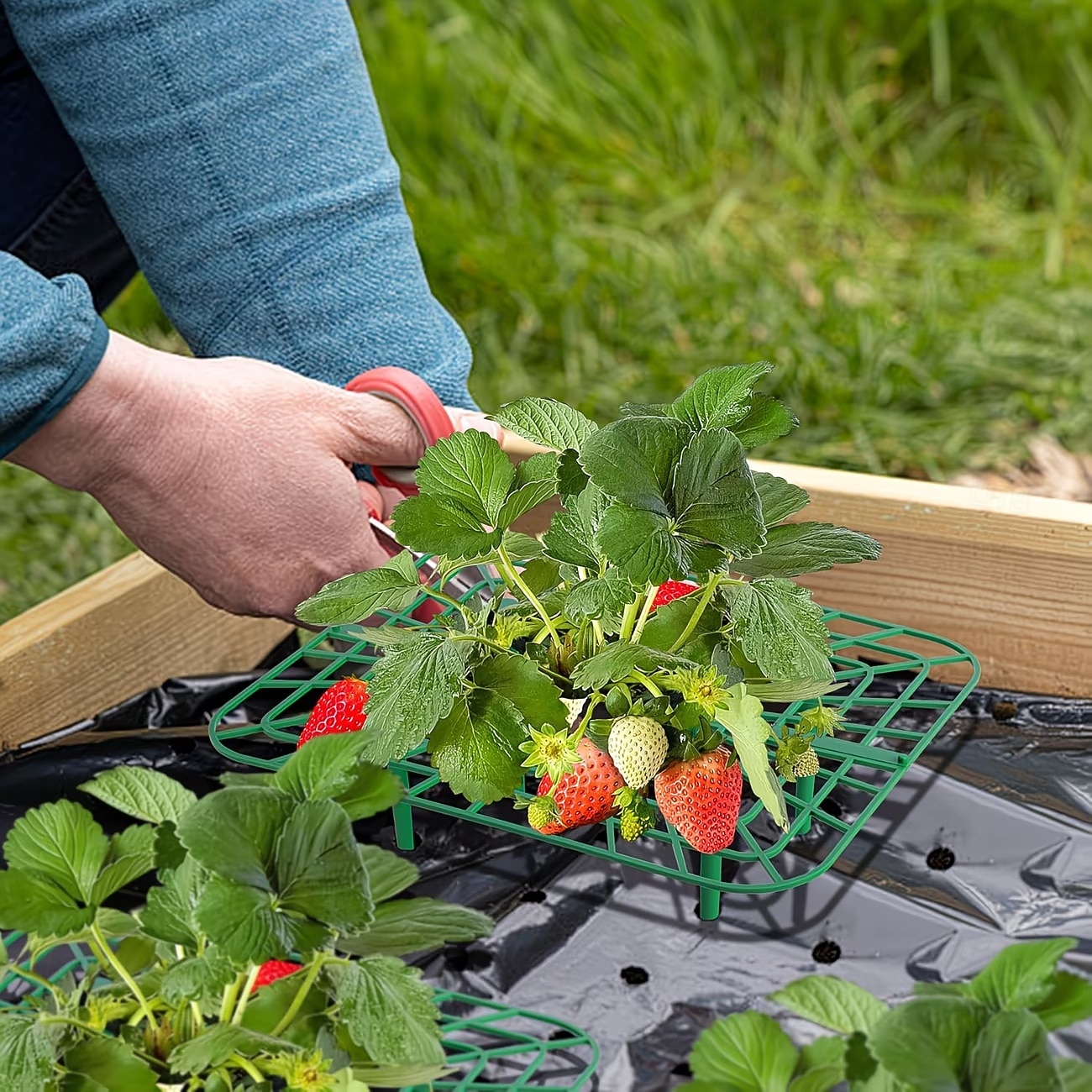 10 Pcs Strawberry Plant Support Frames, Square Growing Racks and Stands, Keep Strawberry Fruits Clean and Elevated, Ideal for Garden Beds, Balcony, Greenhouse, Patio, or Indoor Planting, Easy Assembly 2026 - $15.49 –P2